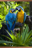 Инфракрасный обогреватель настенный ДО Попугаи в картонной упаковке