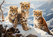 Картина по номерам Paintboy GX46269, холст на подрамнике, 40x50 см